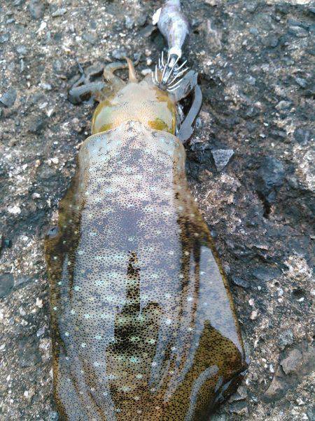 アオリちゃんです